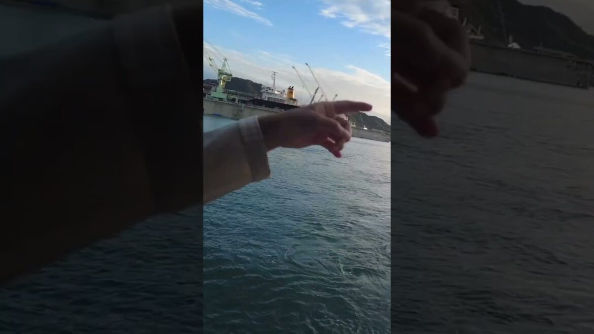 猫と一緒に船の旅 #shorts 猫と一緒に船の旅 #shorts