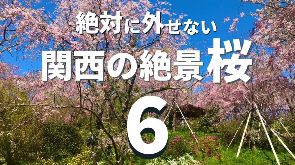 【関西】一度は見に行きたい桜の絶景スポット6選 【関西】一度は見に行きたい桜の絶景スポット6選