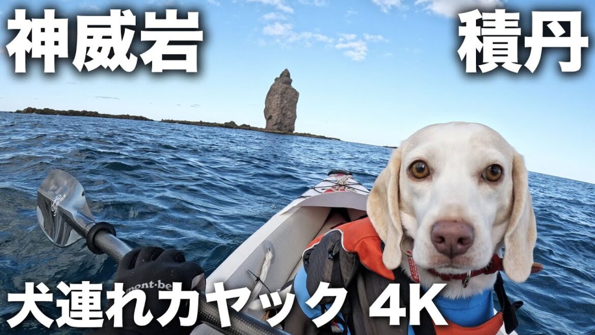 2023/09/22  積丹・神威岩犬連れカヤック 4K動画 / Kayaking Kamuiiwa Rock, Shakotan Hokkaido