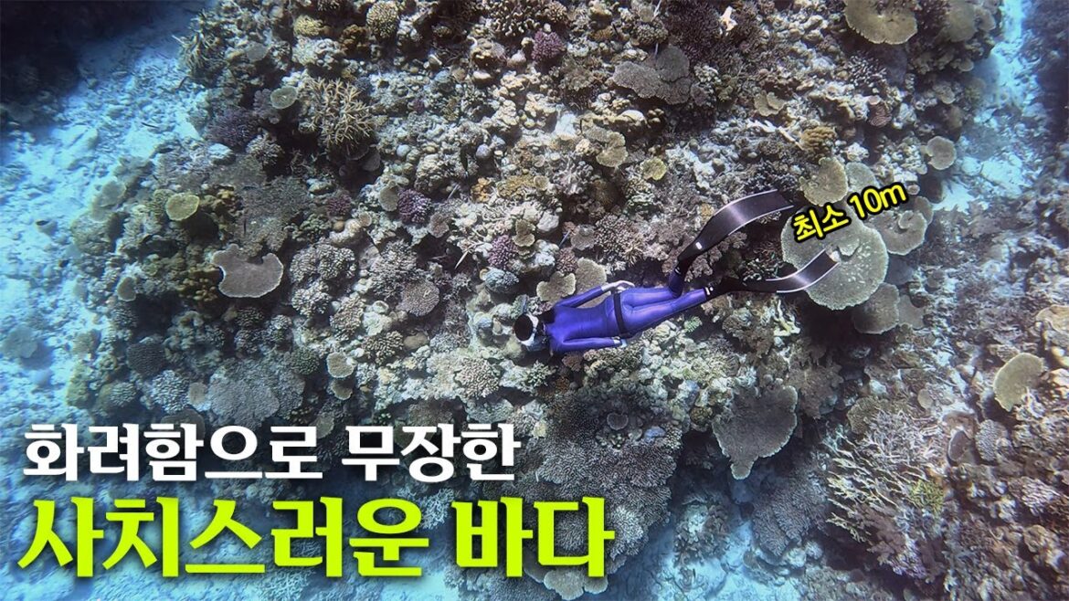 ๐ฏ๐ต ๋ฌผ ๋ฐ์์ ๋ณผ ์ ์๋ ๊ฒ๋ค | ์คํค๋์๋ฅผ ๊ผญ ๊ฐ์ผํ๋ ์ด์ | ๋ณด๋ผ์ ๋ฌผ๊ณ ๊ธฐ ์์ ๐ | ๋ฏผ๋์ฌ | ์ธ์์ฝ๋น์น | Okinawa freediving tour(2) ๐ฏ๐ต ๋ฌผ ๋ฐ์์ ๋ณผ ์ ์๋ ๊ฒ๋ค | ์คํค๋์๋ฅผ ๊ผญ ๊ฐ์ผํ๋ ์ด์ | ๋ณด๋ผ์ ๋ฌผ๊ณ ๊ธฐ ์์ ๐ | ๋ฏผ๋์ฌ | ์ธ์์ฝ๋น์น | Okinawa freediving tour(2)