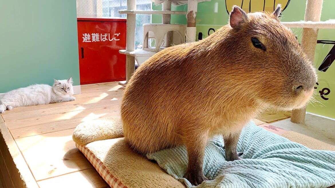 Tokyo’s CAPYBARA & CAT CAFE in Japan🐈🇯🇵｜Kichijoji｜Japan Travel