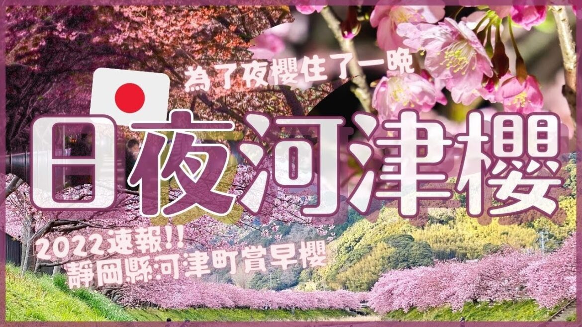 2022河津櫻花祭散步🌸日櫻夜櫻一次看！二月賞櫻必去靜岡河津町 東京出發約2.5小時｜兩天一夜日本旅行Vlog｜絕美海景旅館今井莊簡單開箱