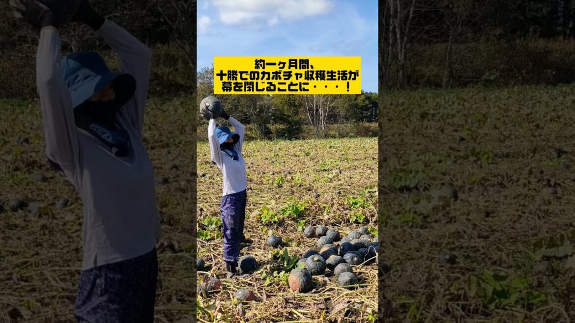 【おみくじ】ホッキ貝のおみくじがあるなんて!!まさに一念ほっき!! 【おみくじ】ホッキ貝のおみくじがあるなんて!!まさに一念ほっき!!