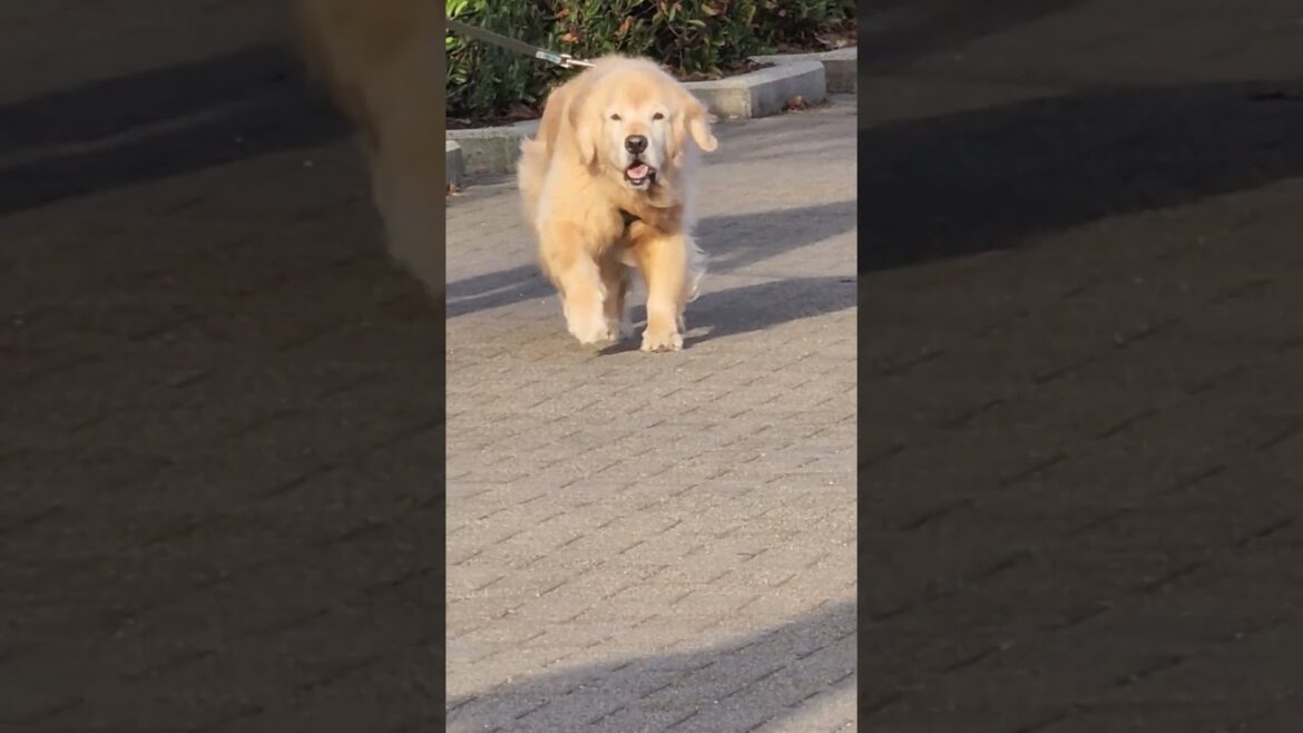 cute dog rushing to meet akita and corgi