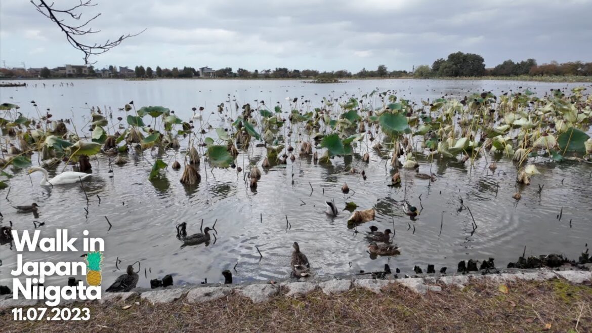 新潟- 瓢湖 – 瓢湖水きん公園 – 11月07日2023年| Japan – Niigata – Hyokosuikin Park 11.07.2023 新潟- 瓢湖 - 瓢湖水きん公園 - 11月07日2023年| Japan - Niigata - Hyokosuikin Park 11.07.2023