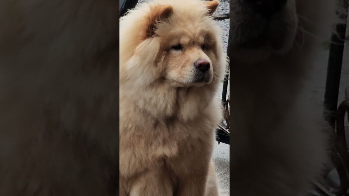 chow chow looking for akita and eskimo