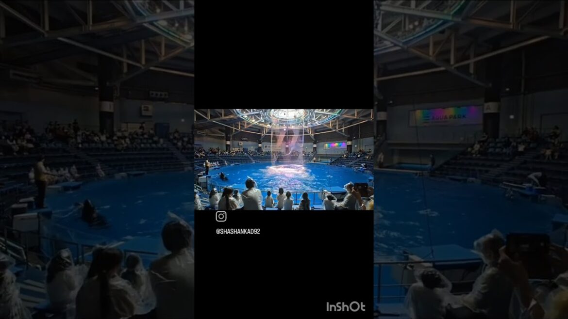 Maxell Aquarium Tokyo Dolphin Show, Jellyfish  |  ಅಕ್ವೇರಿಯಂ ಟೋಕಿಯೊ ಡಾಲ್ಫಿನ್ ಶೋ, ಜೆಲ್ಲಿಫಿಶ್