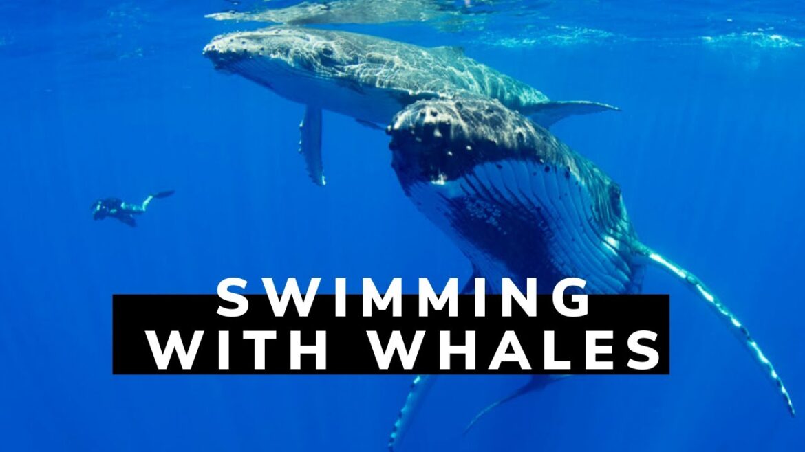 Swimming with Humpback Whales in French Polynesia – Bluewater Travel Scuba Diving trip Swimming with Humpback Whales in French Polynesia - Bluewater Travel Scuba Diving trip