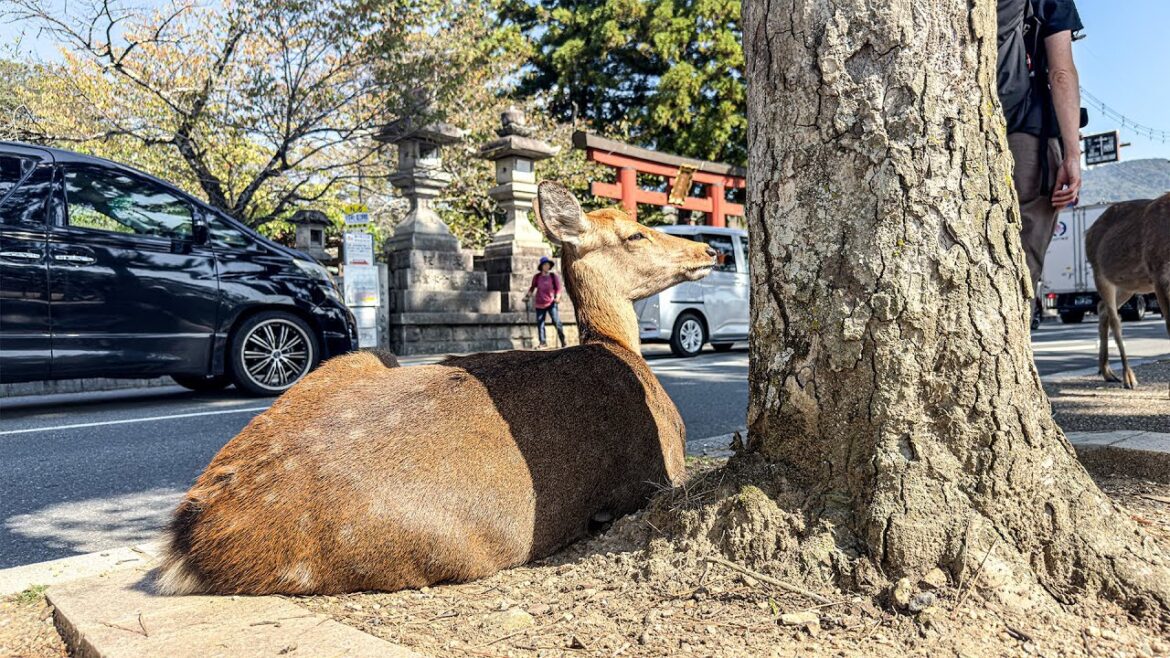Riding Deer Train to see the deer in Nara Park, Japan