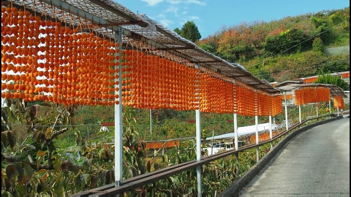 串柿を干す和歌山県四郷集落【四郷の串柿・田舎散歩】(和歌山県かつらぎ町)Dried persimmon,Katsuragi Wakayama Japan