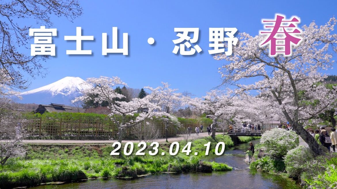 2023.04.10 富士山・忍野の春 / 桜満開 / 忍野八海、新名庄川 [4K] #Oshino #CherryBlossoms #MtFuji