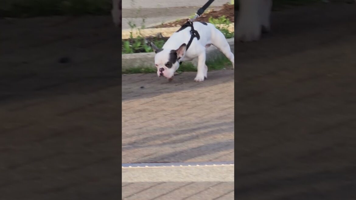 frenchie is followi g bulldog and akita scent