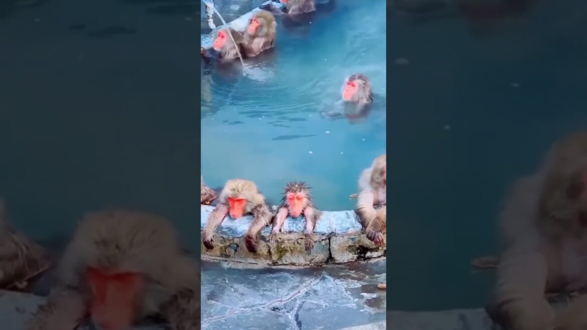 Places don’t feel real in Japan #travel  #explore  #adventure  #nature  #japan