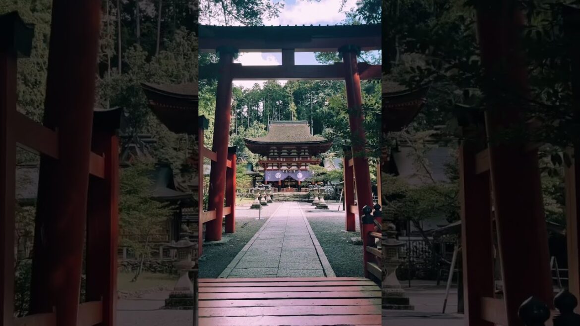 Maravillosa puerta torii de Wakayama🥰⛩️ | japan