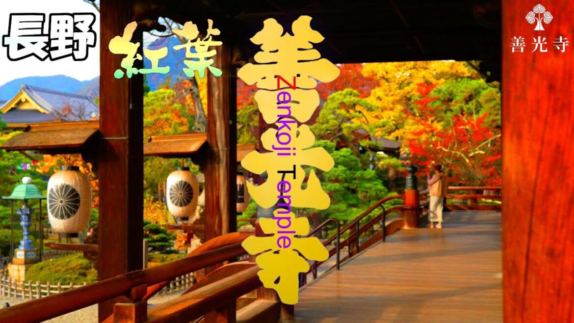 【長野県】「善光寺」と「紅葉」The beautiful autumn leaves at Zenkō-ji temple in Nagano, Japan 【長野県】「善光寺」と「紅葉」The beautiful autumn leaves at Zenkō-ji temple in Nagano, Japan
