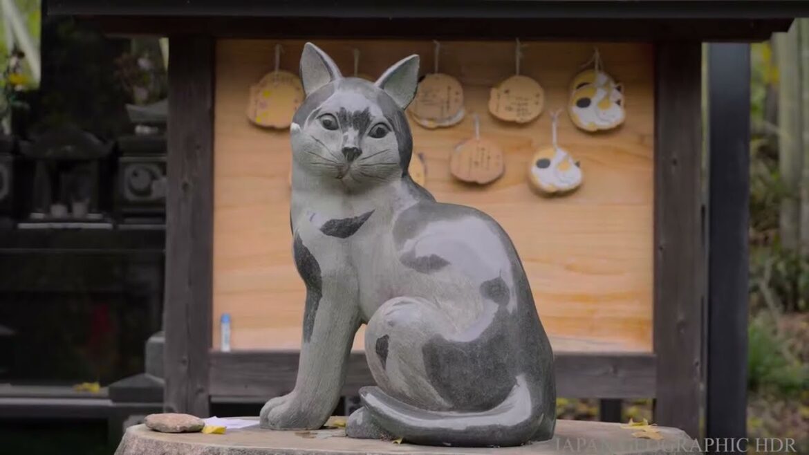 JG 8K HDR 熊本 猫寺 生善院(重文) Kumamoto,Shozenin(Cultural Property) Legendary Cat Temple