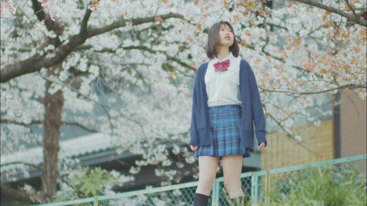 Kyoto  of Japan Trip - Sakura《鸭川樱见》