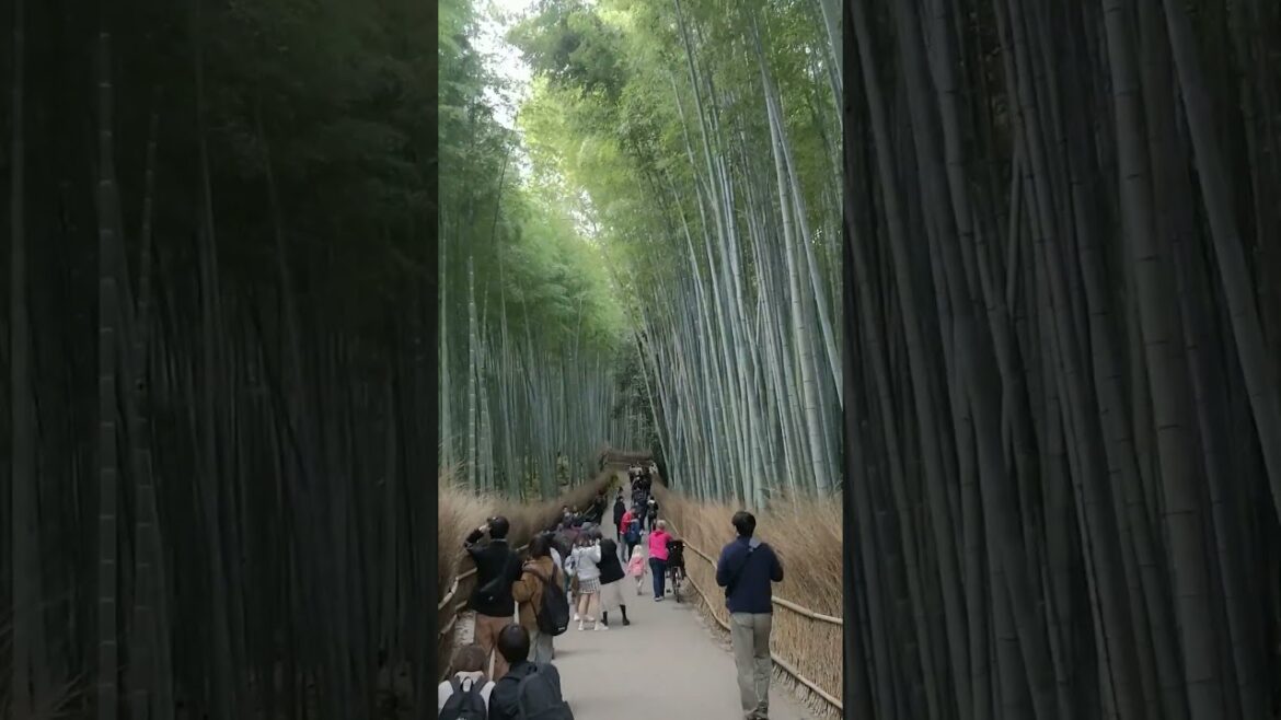Walking towards Arashiyama Bamboo Groove, Kyoto, Japan