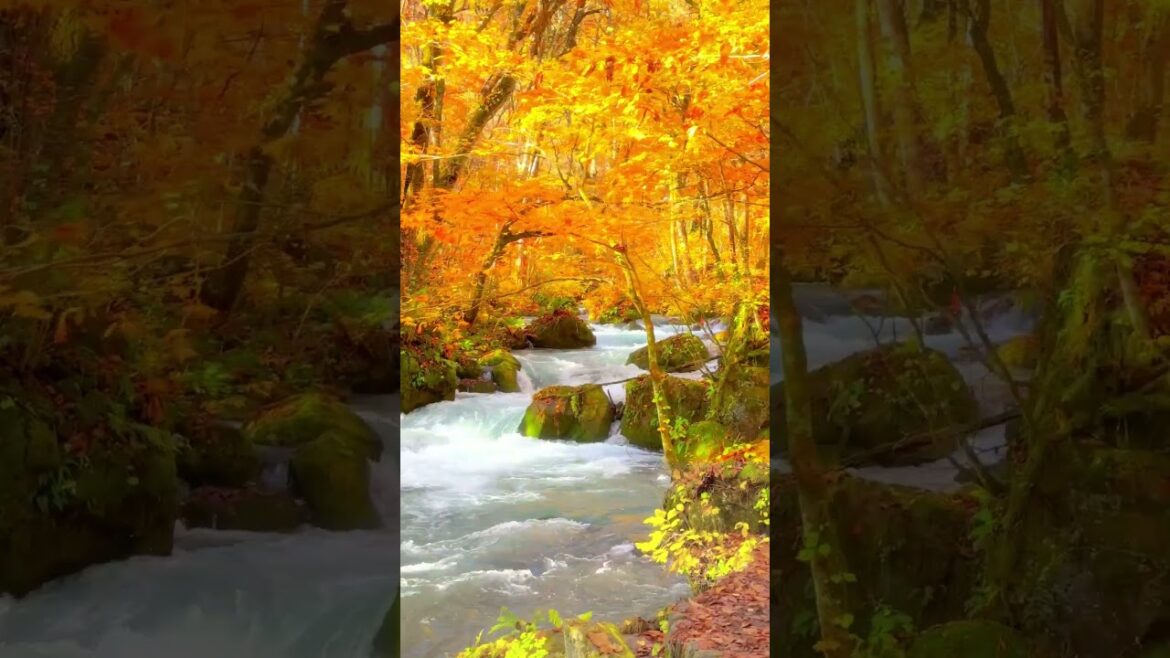 Breathtaking Fall Foliage at Oirase Gorge inTowada #japan #wanderlustjapan #travel #japantravel
