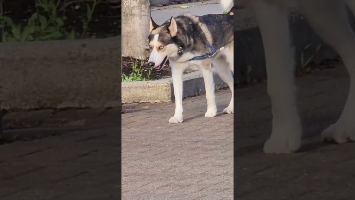 husky looking for bulldog and akita