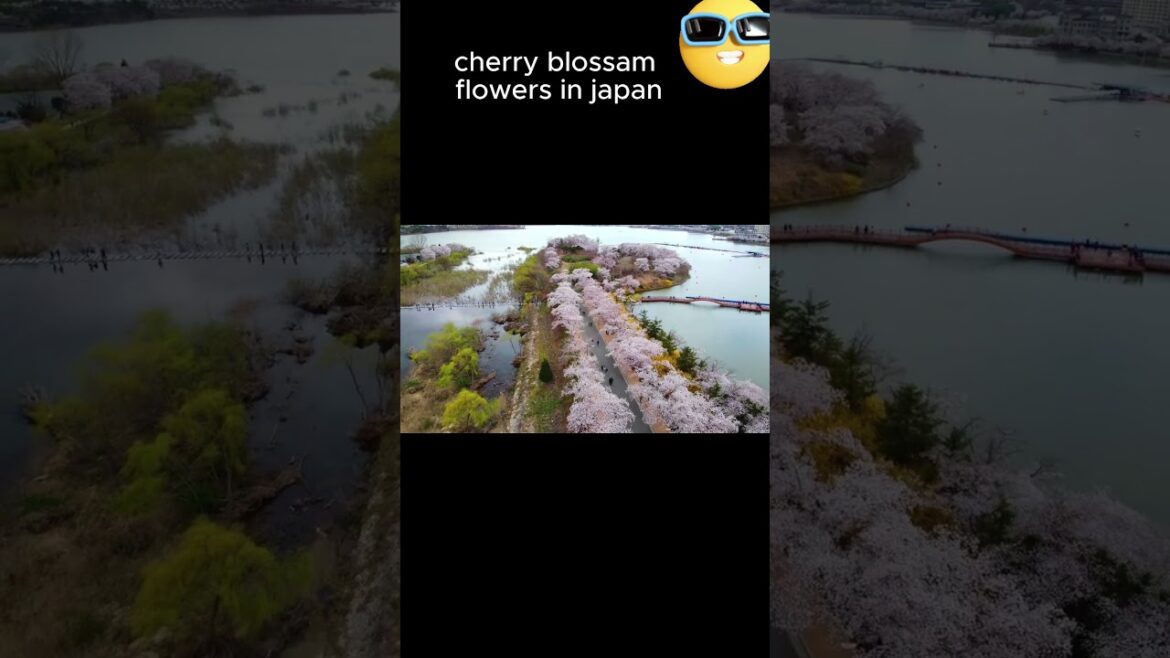 Cherry blossam flowers ๐ธ๐ธ๐ธ๐บ๐ผin japan #japan #cherry #cherryblossom #shorts #travel Cherry blossam flowers ๐ธ๐ธ๐ธ๐บ๐ผin japan #japan #cherry #cherryblossom #shorts #travel