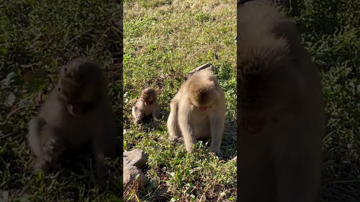 Snow Monkeys #shorts #animalshorts #travel #animals #nagano #snowmonkey #macaquemonkey #wildlife