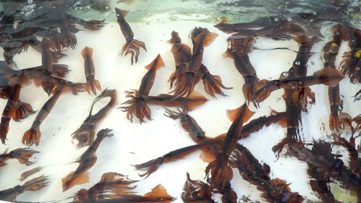 Korea Street Food SQUID SASHIMI – Jumunjin Korea Seafood Korea Street Food SQUID SASHIMI - Jumunjin Korea Seafood