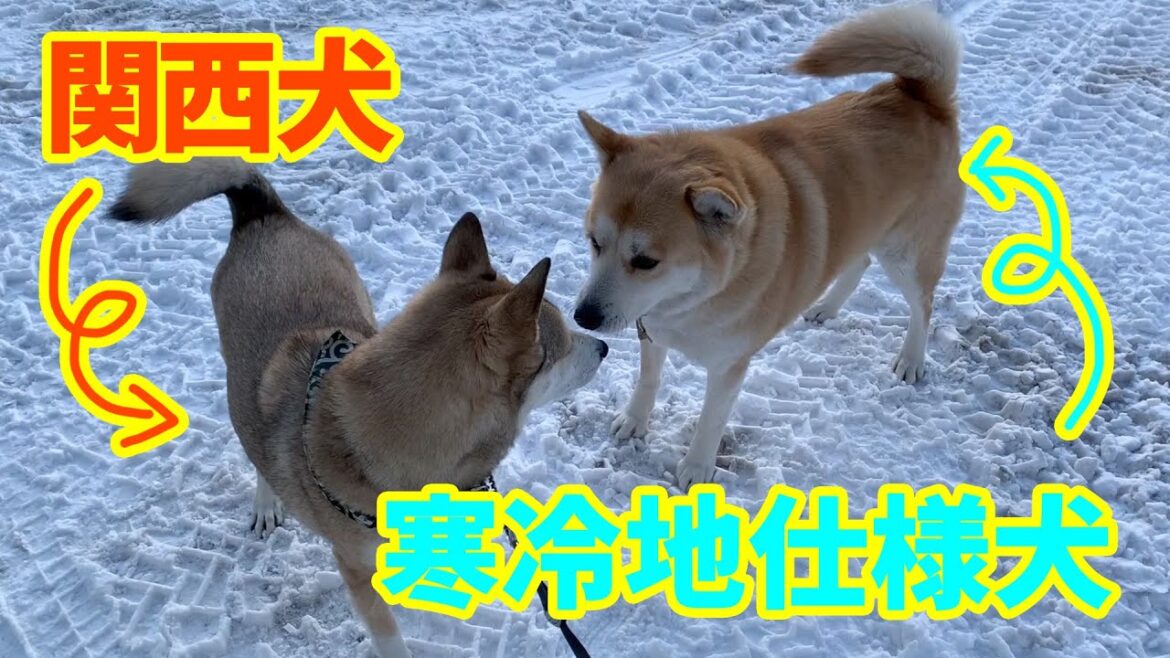 【スキー場で見つけた寒冷地仕様のわんこ🐕】新雪を求めて富良野から登別へ🏂2020年1月〜From Furano to Noboribetsu〜