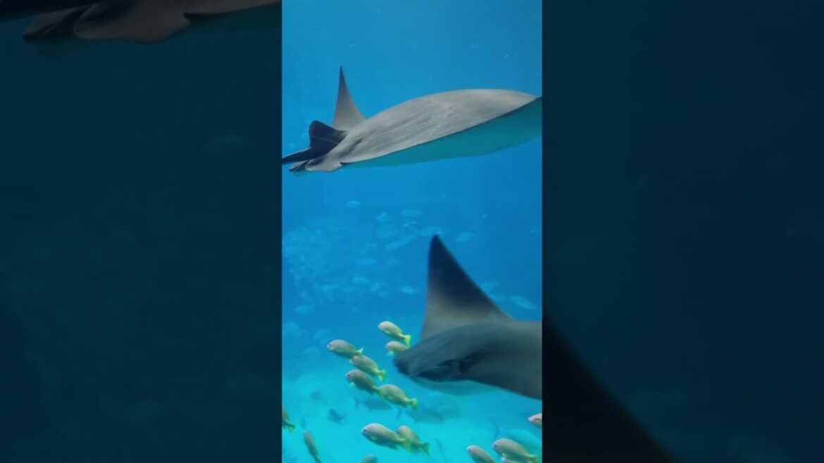 Japan Osaka Aquarium Kaiyukan #japan #travel #shorts