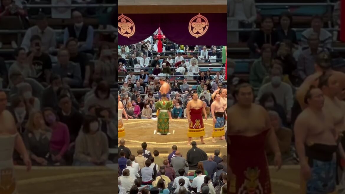 Amazing sumo line up! #japan #travel #sumo #shorts #explore