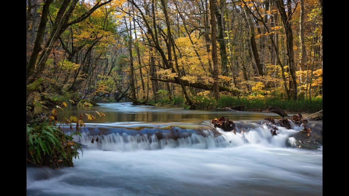 日本東北自駕賞楓 Part II 日本東北自駕賞楓 Part II