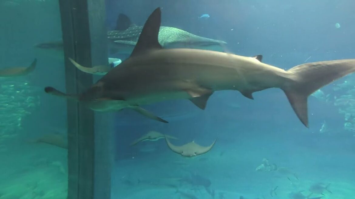 A Trip to Japan (Day 14 - Osaka)