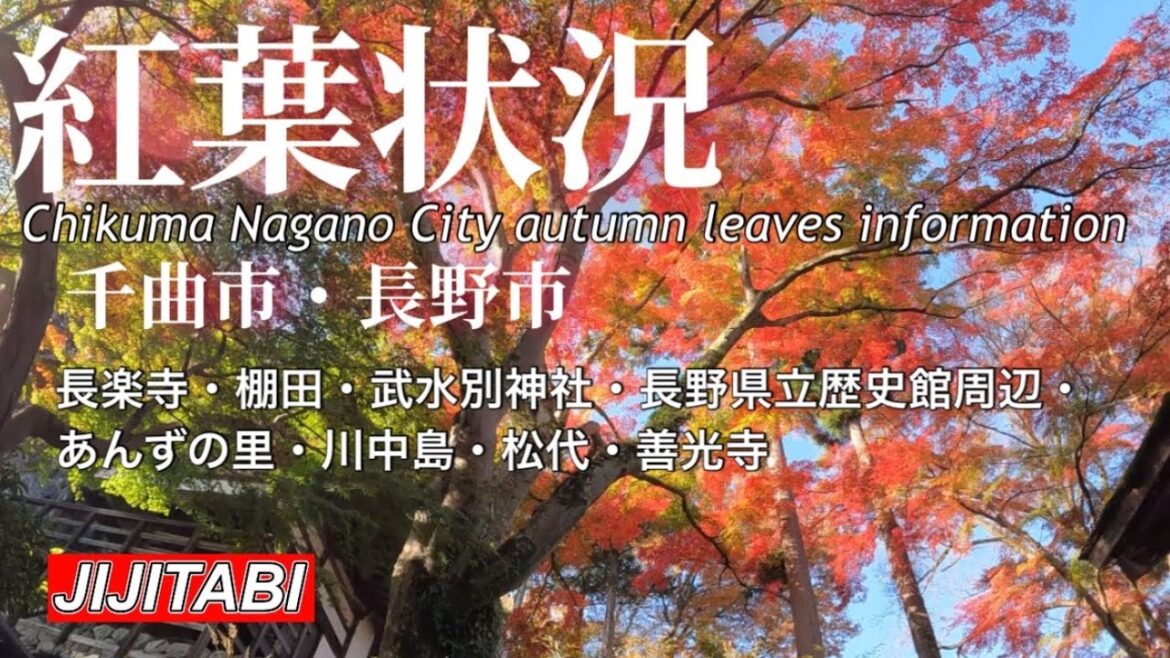 【紅葉情報】千曲市・長野市紅葉の善光寺・日本遺産棚田[Autumn leaves information] Chikuma City/Nagano City