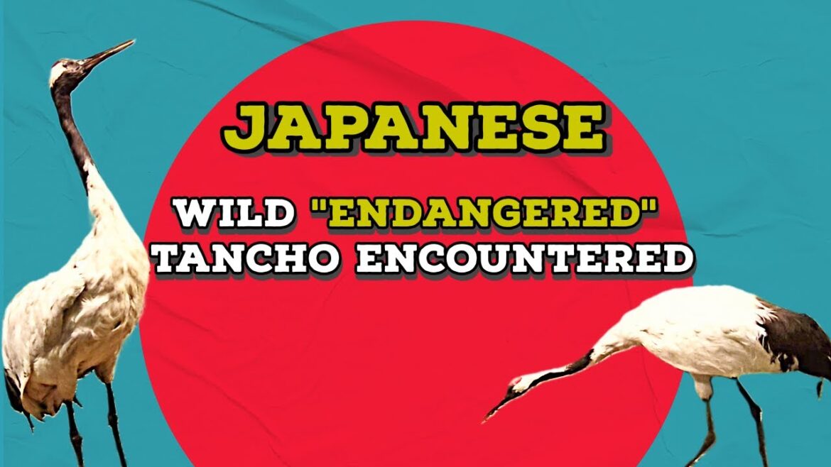 I Encountered Japans Rare Bird!