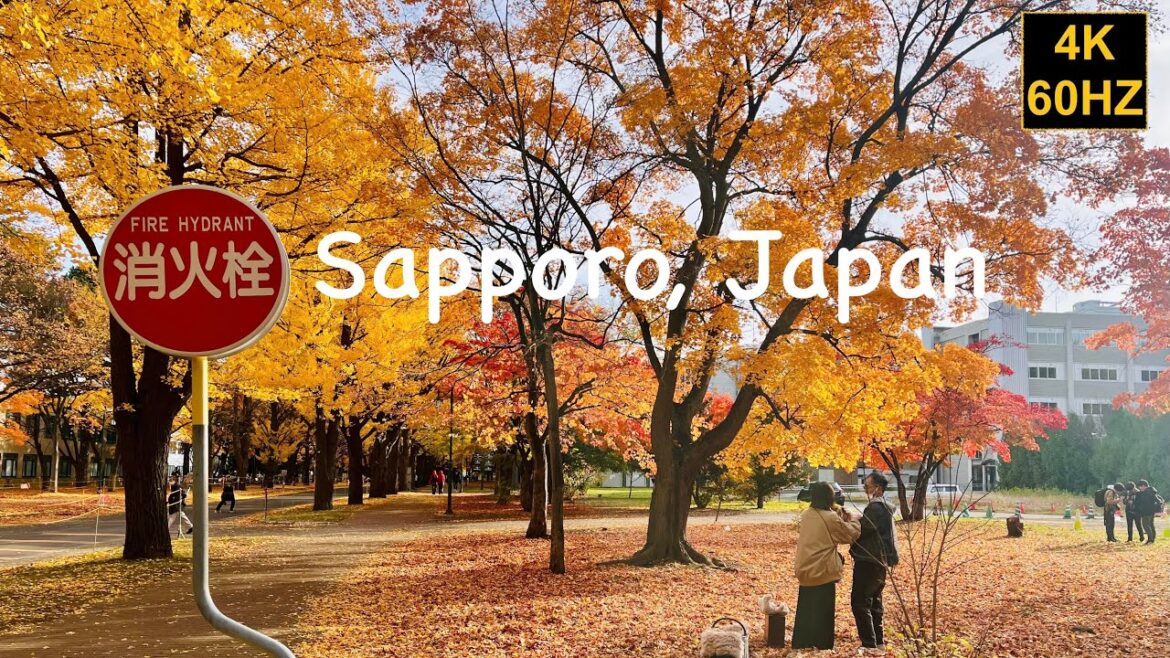 Walk in Sapporo, Japan | 4k Sapporo 札幌 | Hokkaido university campus tour |札幌 北海道 秋 |  札幌散歩 | Walk in Sapporo, Japan | 4k Sapporo 札幌 | Hokkaido university campus tour |札幌 北海道 秋 |  札幌散歩 |