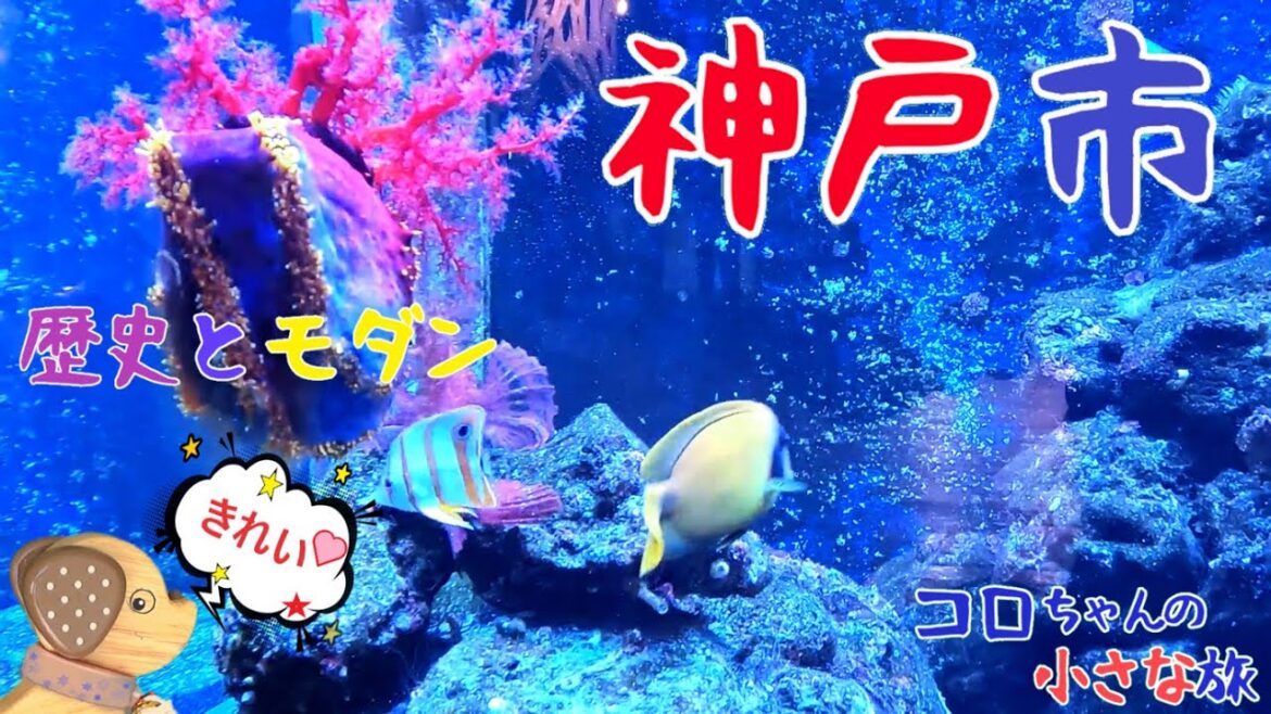 【神戸観光】【みなとやま水族館】【湊川神社】小学校の廃校跡にこんな素敵な水族館が!水中世界に魅了されること間違いなし! 湊川(みなとがわ)神社には、楠木正成公が祀られています。 【神戸観光】【みなとやま水族館】【湊川神社】小学校の廃校跡にこんな素敵な水族館が!水中世界に魅了されること間違いなし! 湊川(みなとがわ)神社には、楠木正成公が祀られています。