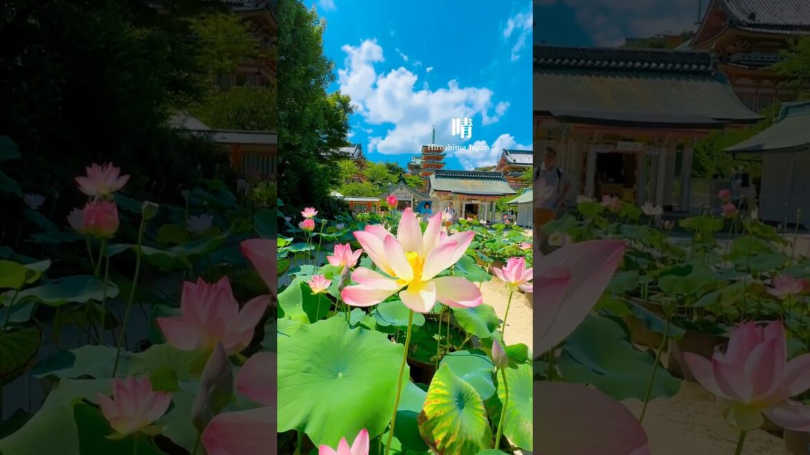 Onomichi||Hiroshima Japan