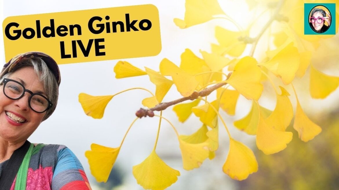 [LIVE] Golden Ginko Wander Sunday at the Stunning Tree-Loving Temple's A-bombed Survivor