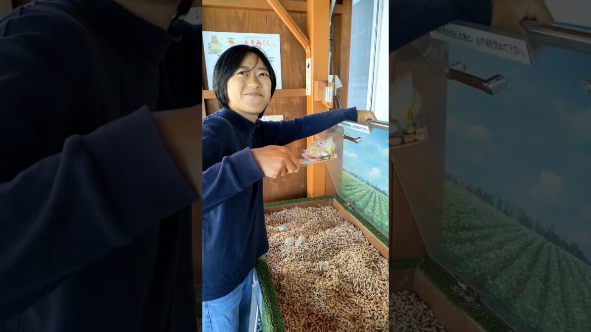 【えぞみくじ】十勝の特産品が、えぞみくじに！！ #北海道観光 #北海道生活 #vlog#神社巡り