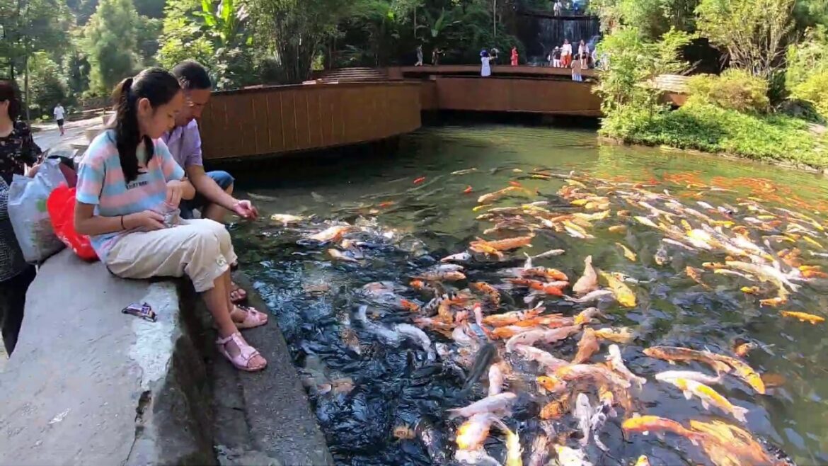 Thousands of Koi Fish and Goldfish Fighting for Food - in China