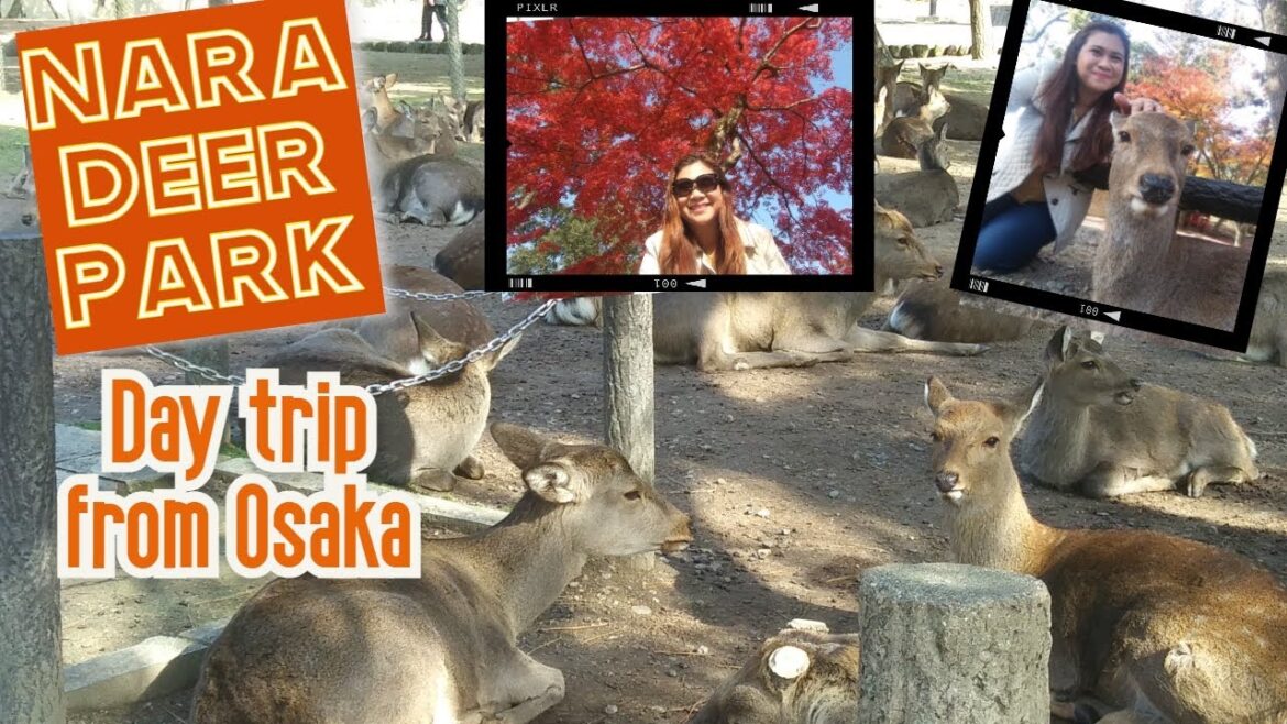 Nara Deer Park day tour from Osaka - how to get there and what to see