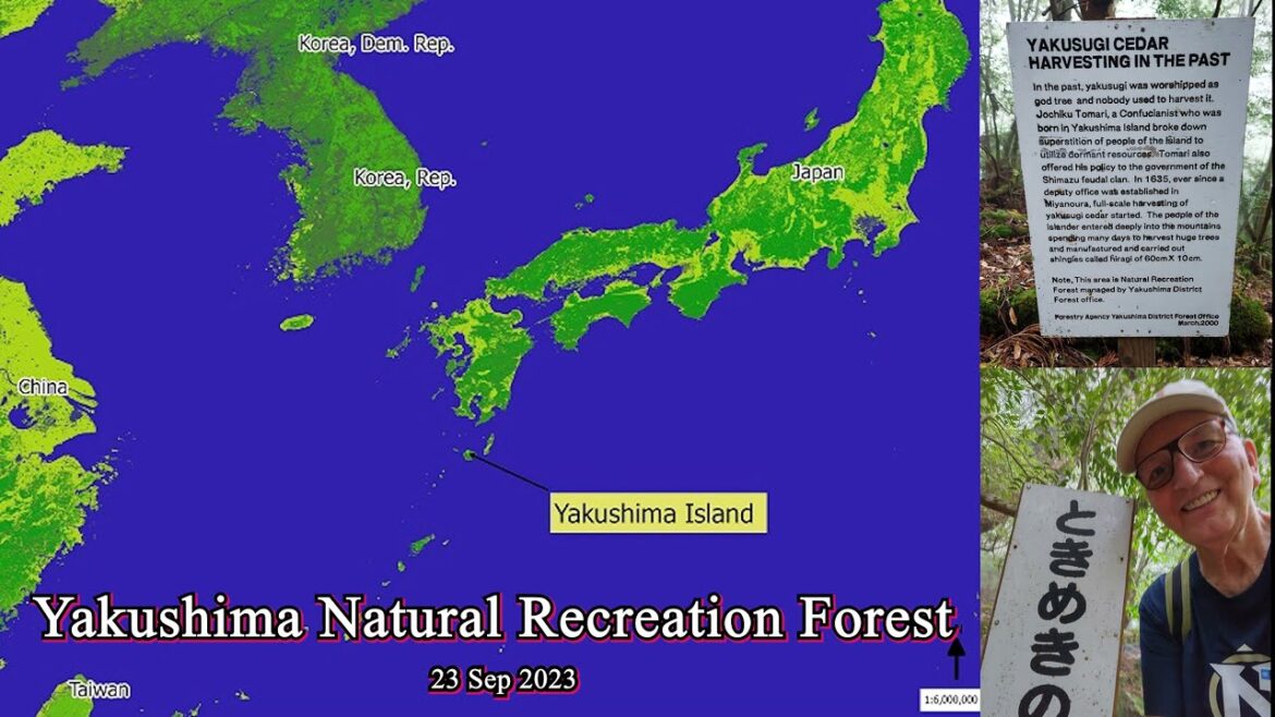 🗾Yakushima Island Japan, Forest Cedars hike - 23 Sep 2023 - 4K🗾