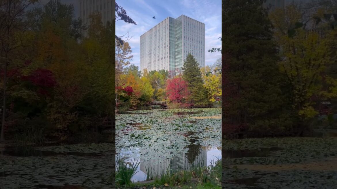 Autumns in Sapporo, Japan Autumns in Sapporo, Japan