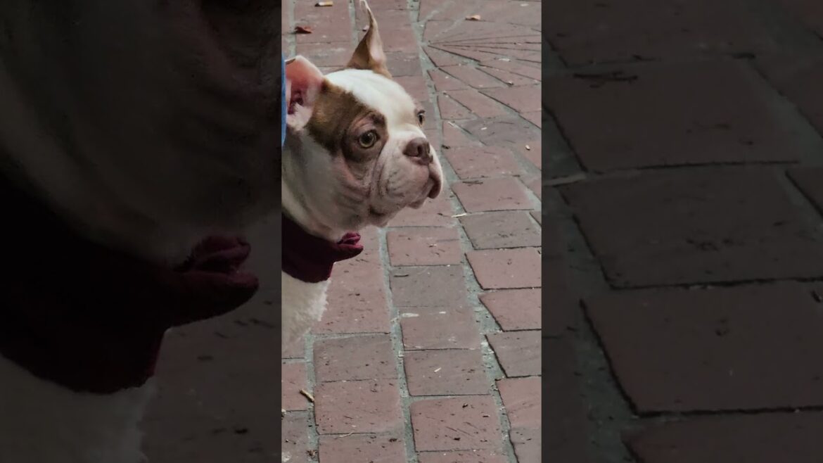 frenchie is waiting for akita and corgi