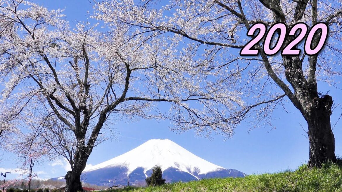 2020.04.19 忍野の春 / 忍野八海・新名庄川  [4K] #CherryBlossoms #MtFuji #Oshino