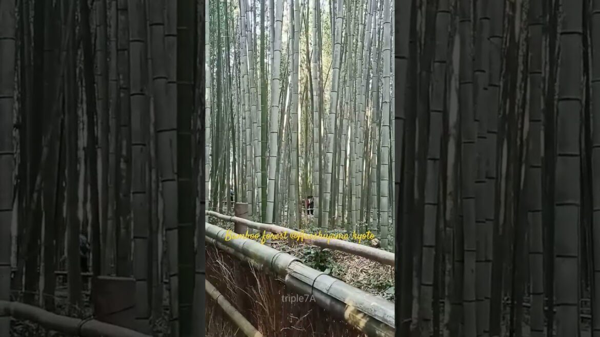 Beautiful Bamboo Forest#short #japan #shorts #kyoto Beautiful Bamboo Forest#short #japan #shorts #kyoto