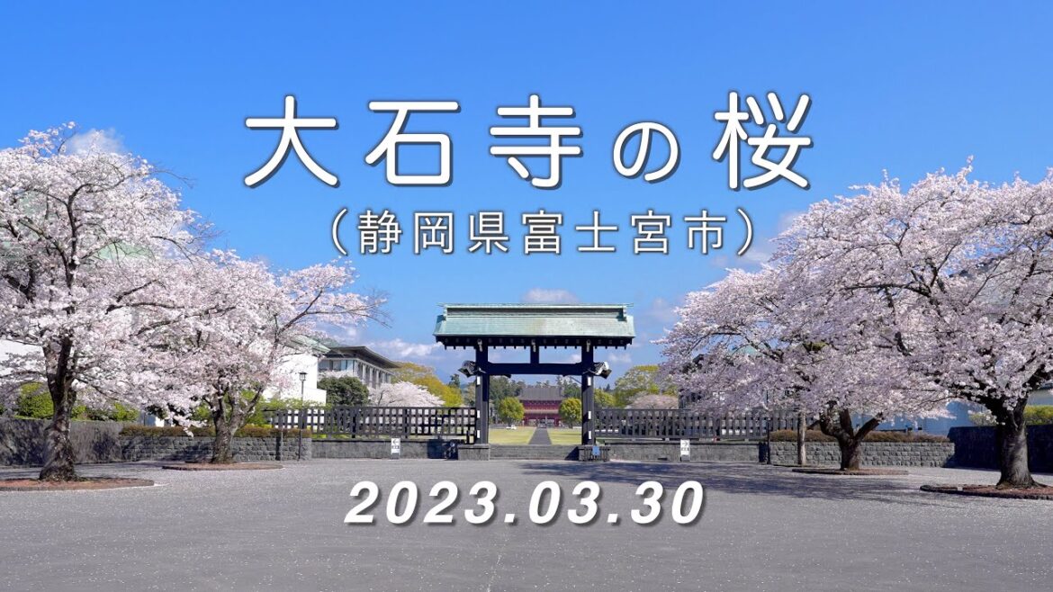2023.03.30 大石寺の桜（日蓮正宗総本山 / 静岡県富士宮市） [4K]  #TaisekijiTemple #CherryBlossoms #MtFuji