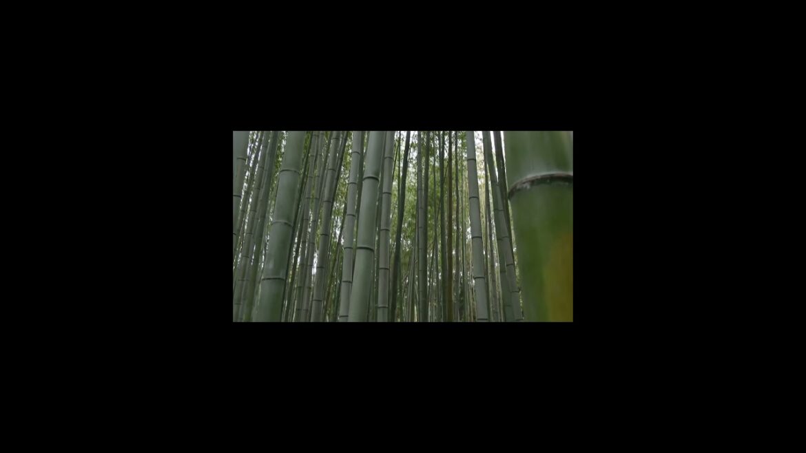 Arashiyama Bamboo Grove Kyoto Japan #shorts #explore