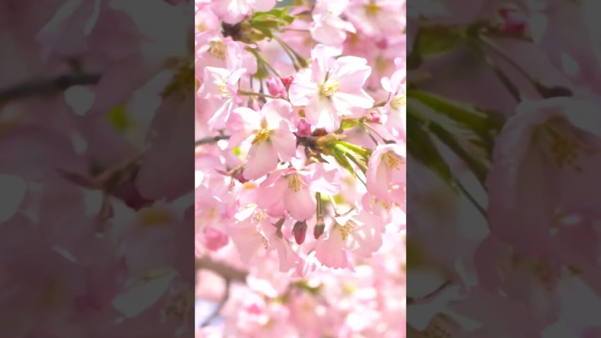 Hirosaki Cherry Blossom #japan Hirosaki Cherry Blossom #japan