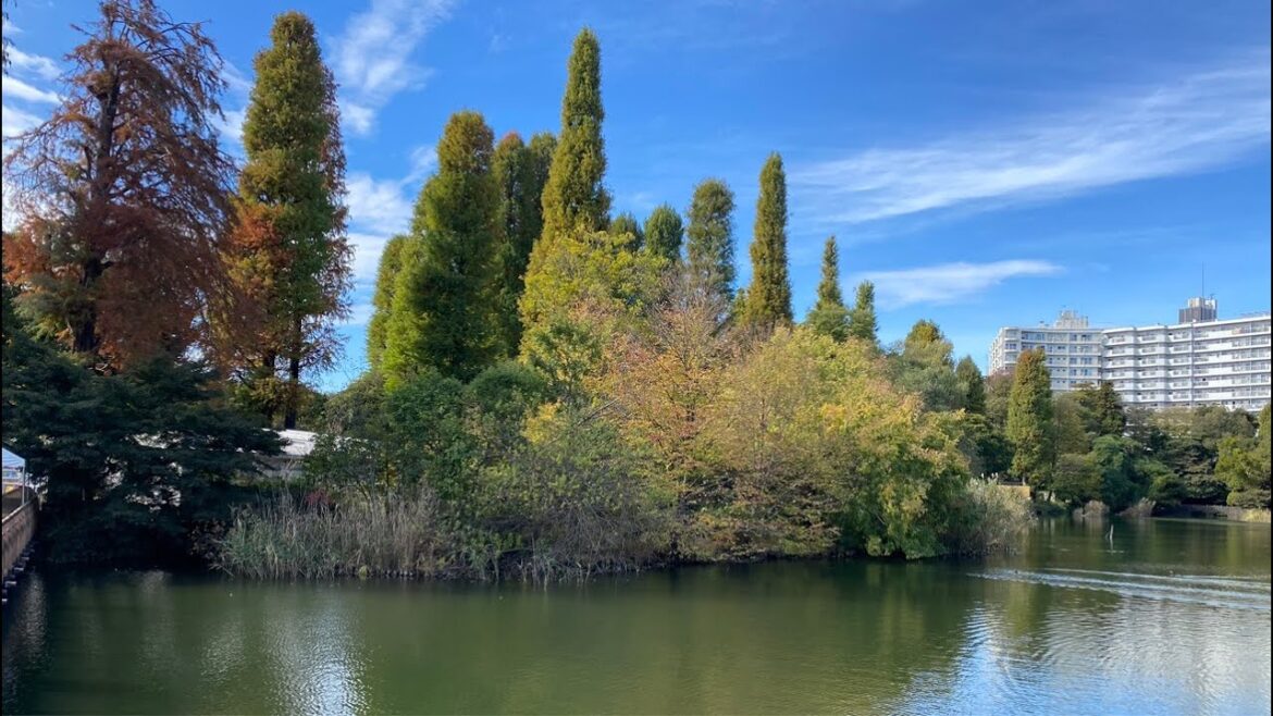 Kichijoji Walk around the Lake🇯🇵LIVE from Japan
